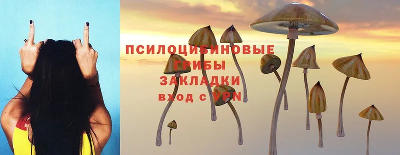 Псилоцибиновые грибы Cubensis  Барнаул 